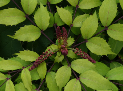 2021-09-04 Mahonia x savilliana 1.jpg