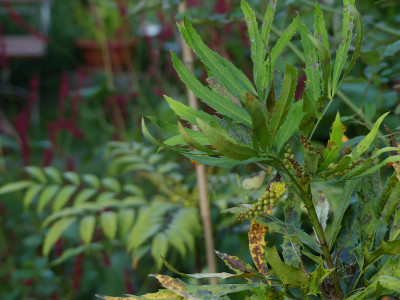 2021-09-04 Mahonia fortunei 'Curlique'.jpg
