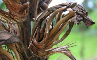 acanthus_skelett.jpg