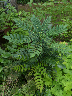 2021-09-04 Mahonia 'Charity' 1.jpg
