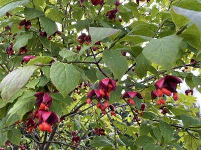 Euonymus planipes September 2021.JPG