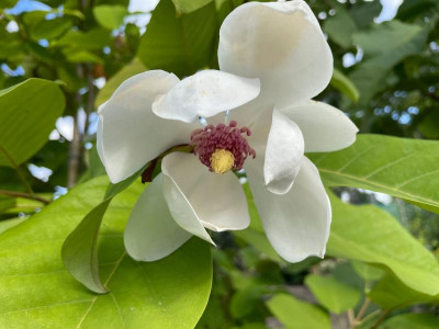 Magnolia sieboldii September 2021.jpg