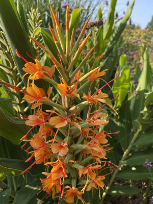Hedychium coccineum Tara September 2021.JPG