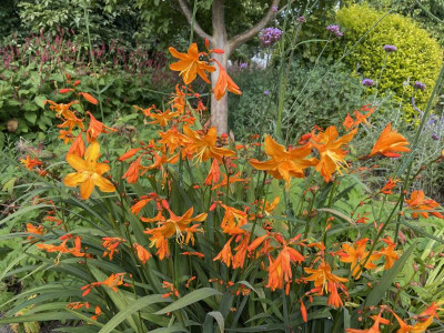 Crocosmia Star of the east September 2021.JPG