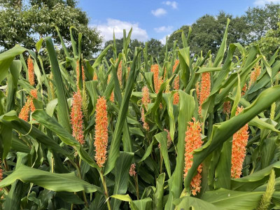 Hedychium densiflorum Assam Orange September 2021.JPG