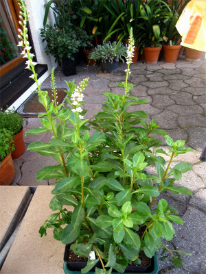 Lysimachia-fortunei-1.jpg
