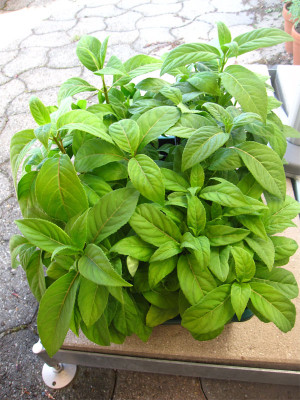 Dichroa-febrifuga.jpg