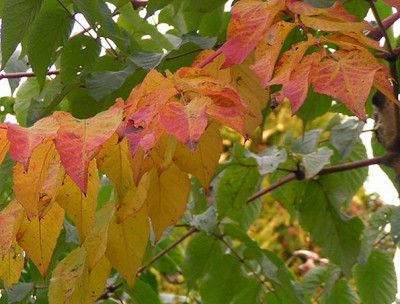 Aralia_Laub_011004.jpg