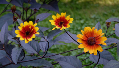 DSC_2868_DxO.jpg