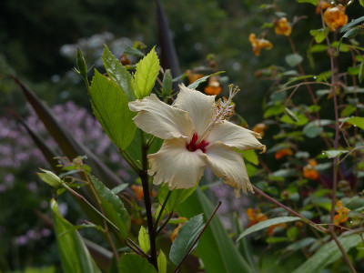 2021-09-05 Hibiskus 'Fort de France'.jpg