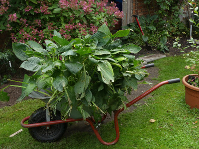 2021-09-05 Hosta plantaginea.jpg