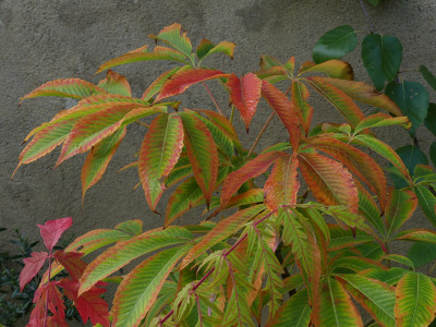 2021-09-05 Aesculus neglecta 'Autumn Fire'.jpg