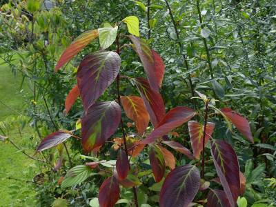 2021-09-05 Cornus 'Neon Burst' 1.jpg