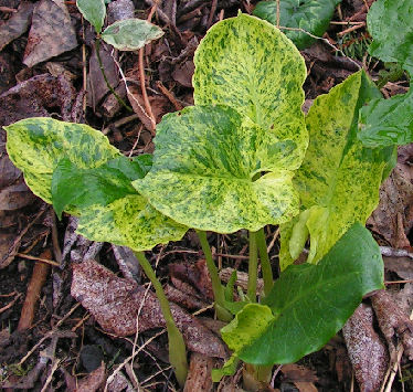 Arum_MJH_006.jpg