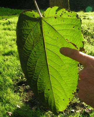 populus_lasiocarpa.jpg