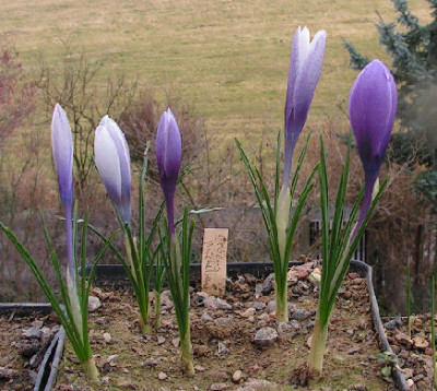 Crocus_michelsonii_032.jpg