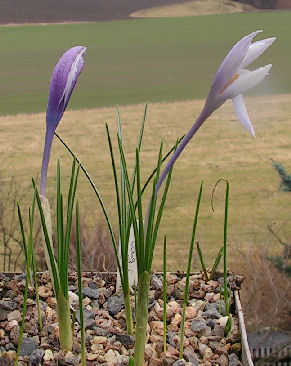 Crocus_michelsonii_029.jpg