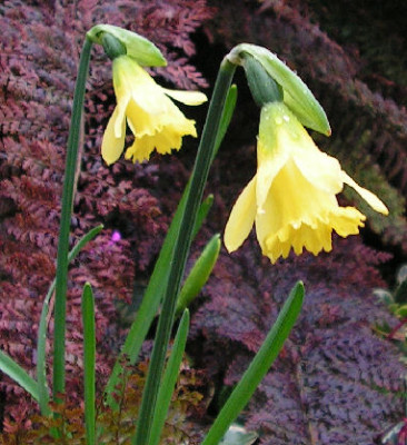 Narcissus_Cedric_Morris_014.jpg