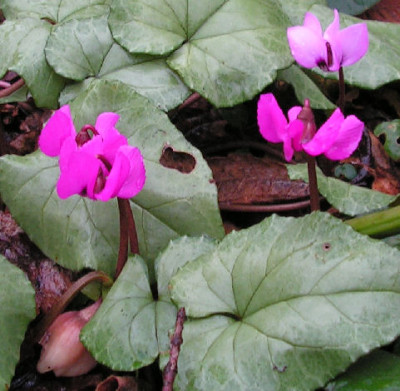 Cyclamen_troll_007.jpg