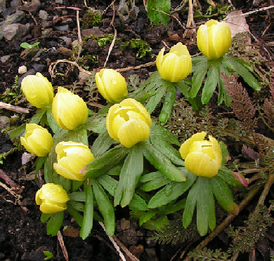 Eranthis_Zitronenfalter_033.jpg