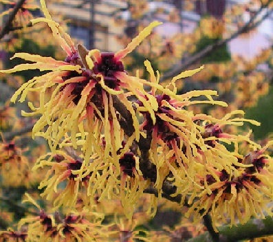 Hamamelis_Orange_Beauty_016.jpg