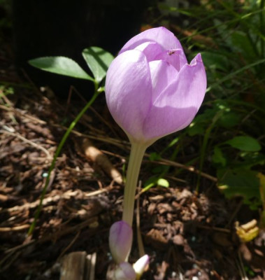 Colchicum 'Herbstkugel'.jpg