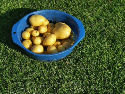 Kartoffelernte.jpg