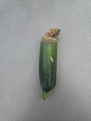 Zucchino.jpg