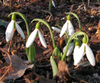 Galanthus_Sickle_013.jpg