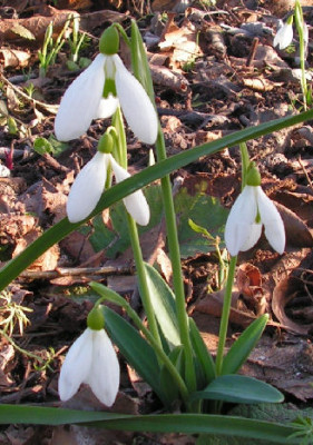 Galanthus_John_Long_015.jpg