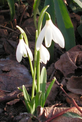Galanthus_Angelique_026.jpg