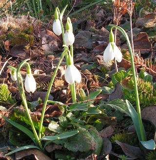 Galanthus_Erway_018.jpg