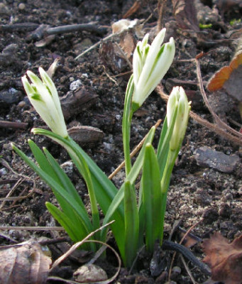 Galanthus_Bunch_066.jpg