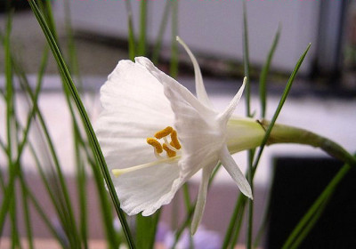 N_cantabricus0601p.jpg