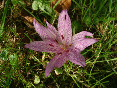 Colchicum agrippinum21.jpg