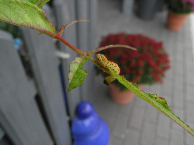 R0041426.JPG