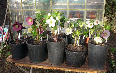 Gartentisch_1.JPG