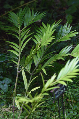 amentotaxus.jpg