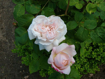 Redoute-7.jpg
