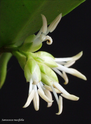 Sarcococca_ruscifolia.jpg