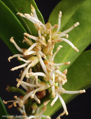 Sarcococca_hookeriana_Dragons_Gate.jpg