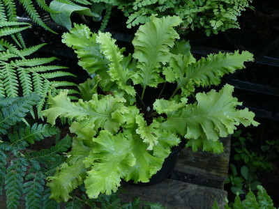 2021-09-08 Farne Asplenium scolopendrium ‘Crispum Cruciatum’.jpg