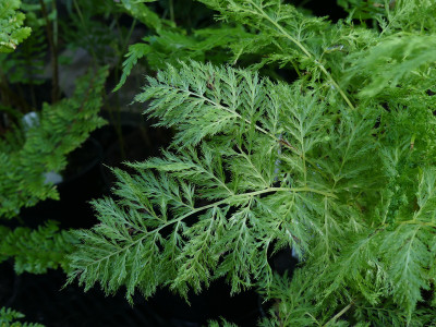 2021-09-08 Farne Athyrium f.f. ‘Kalothrix’.jpg