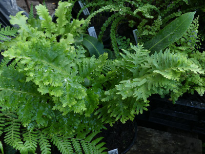 2021-09-08 Farne Polypodium australe ‘Pulchritudine’.jpg