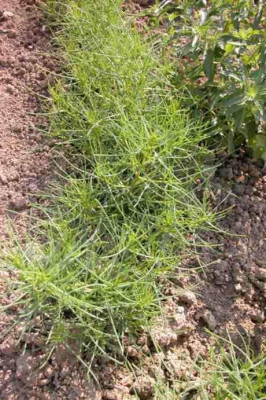 Agretti-1.jpg