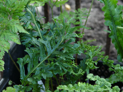 2021-09-08 Farne Polypodium glycyrrhiza ‘Grandiceps Diane’.jpg