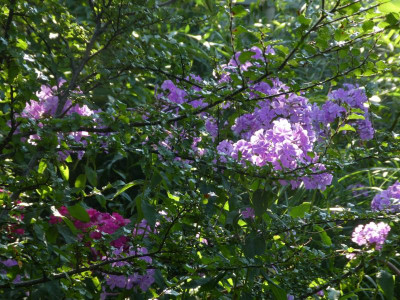 P1130205.JPG