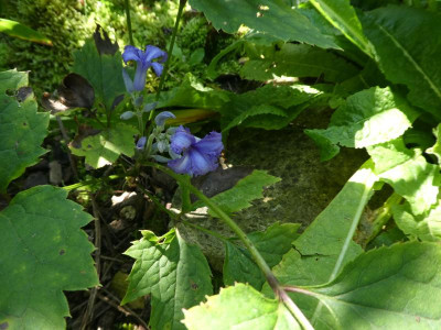 P1130190.JPG
