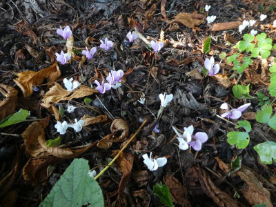 P1130186.JPG