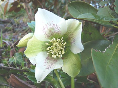 Helleborus_saemling_fars_2008.jpg